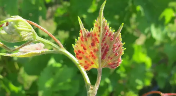 Foglie di vite con macchie rosse, sintomo della fillossera.