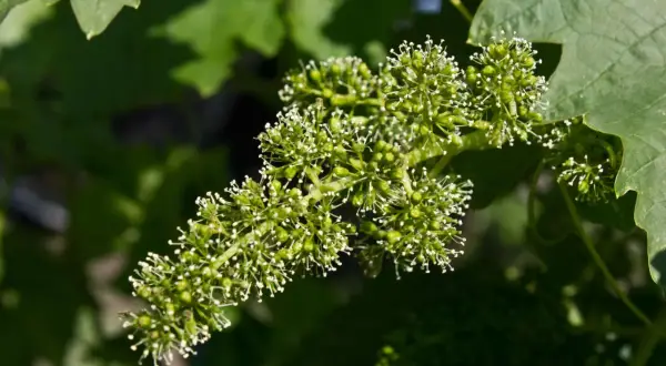 Grappolo di fiori di vite in fase di allegagione, con piccole bacche verdi che iniziano a formarsi.