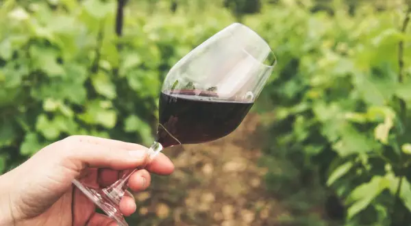 Un bicchiere di vino rosso in una vigna, un assaggio di dove è nato il vino.