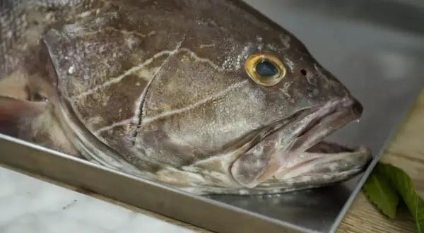 Primo piano di una cernia pesce su un vassoio metallico, con la bocca leggermente aperta e un occhio giallo brillante.