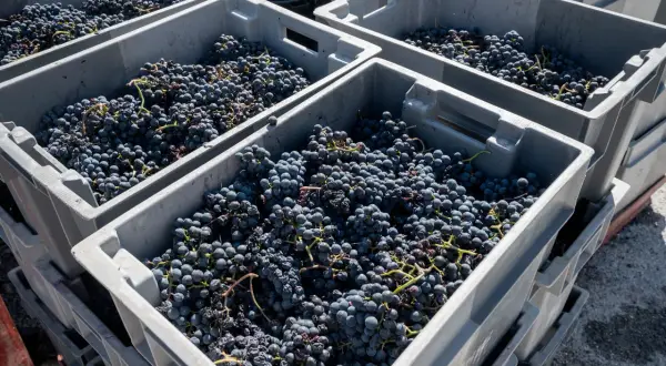 Casse piene di uva scura, pronte per creare un eccellente blend vino.
