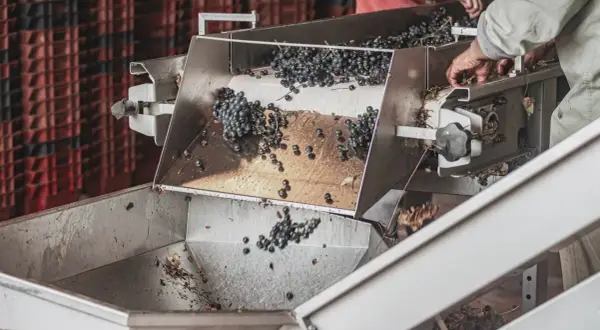 Uva scura cade su un nastro trasportatore, parte del processo di macerazione carbonica. Mani lavorano per selezionare i grappoli.