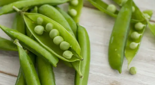 Baccelli di piselli freschi, alcuni aperti, rivelano i loro chicchi verdi. I piselli sono legumi nutrienti, perfetti per un pasto sano.