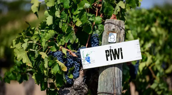 Grappoli di uva scura pendono da vitigni piwi, con un cartello che indica "PIWI" su un palo di legno.