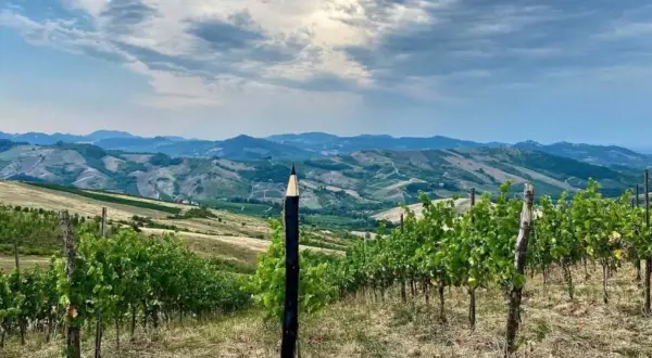 Un paesaggio collinare con vigneti rigogliosi, dove un insolito pennarello gigante sembra voler disegnare il futuro del **redavalle vino**.