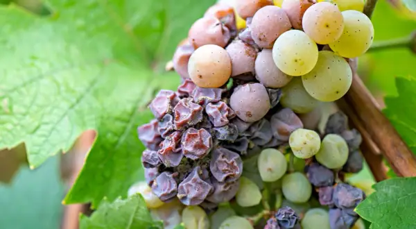 Grappolo d'uva con acini appassiti e alcuni ancora succosi, un preludio al dolce vino muffato.