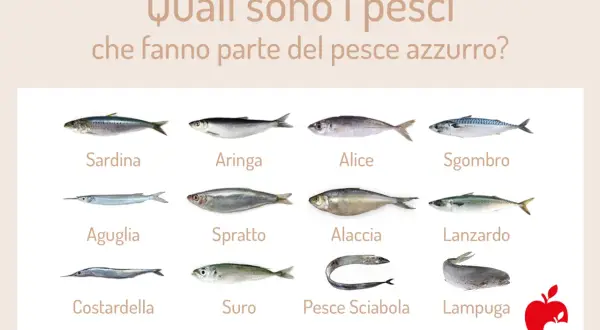 Dodici tipi di pesce azzurro: sardina, aringa, alice, sgombro, aguglia, sprato, alaccia, lanzardo, costardella, suro, pesce sciabola e lampuga.