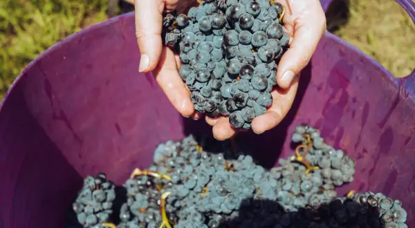 Mani che raccolgono grappoli d'uva blu scuro, pronti per essere versati in un cesto viola. Il momento perfetto quando si raccoglie l'uva.