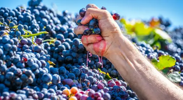 Mano che schiaccia grappoli di acini d'uva maturi, liberando il succo rosato. Un mare di acini d'uva viola e rossi fa da sfondo.