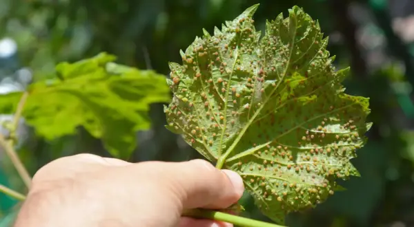 Foglia di vite colpita dalla fillossera, mostrando piccole galle rosse e gialle sulla sua superficie.
