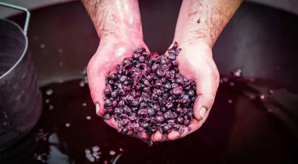 Mani sporche di mosto, con un pugno di uve rosse, pronte per il Montepulciano d'Abruzzo, dove si trova la vera essenza del vino.
