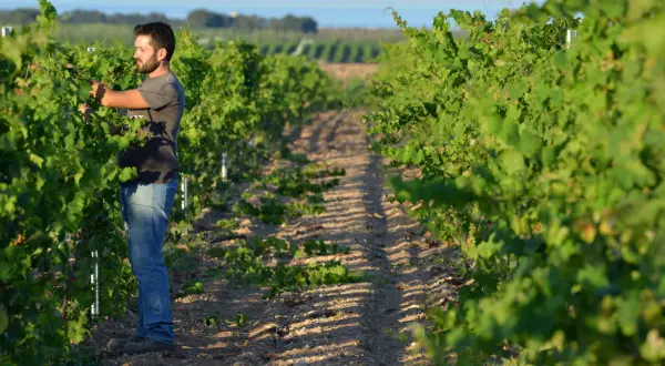 Un vignaiolo lavora tra i filari, un'immagine che evoca la passione e la dedizione delle cantine sociali.