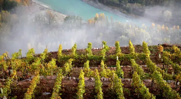 Vigneti terrazzati su un pendio ripido, con un fiume turchese e nebbia sullo sfondo. Un esempio di viticoltura eroica.