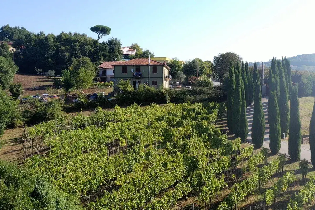 Vigneti rigogliosi sotto il sole, con una casa e filari di cipressi. Immagina il profumo del Fiano di Avellino DOCG che cresce qui.