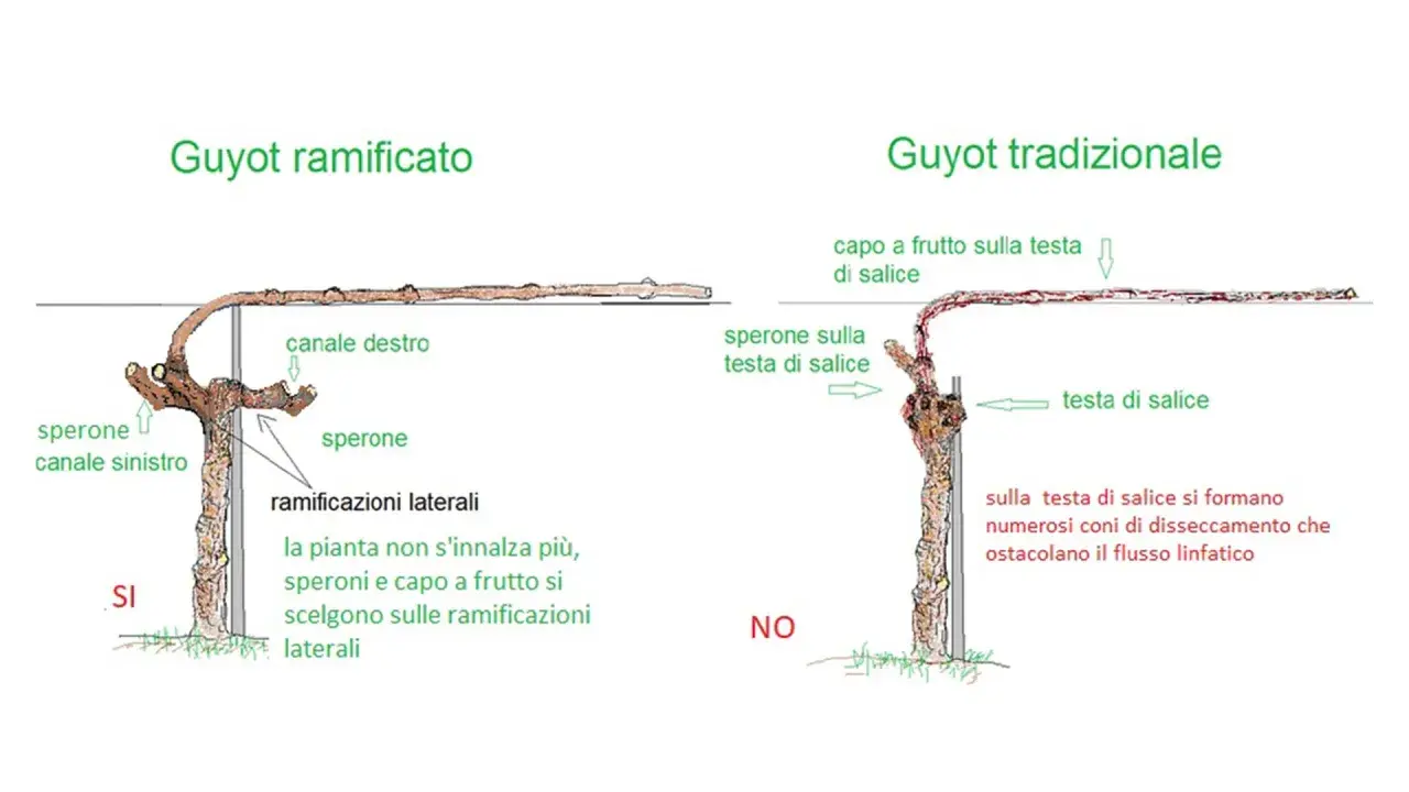 Confronto potatura vite: Guyot ramificato (SI) vs. tradizionale (NO). Il ramificato favorisce la crescita sui speroni laterali.