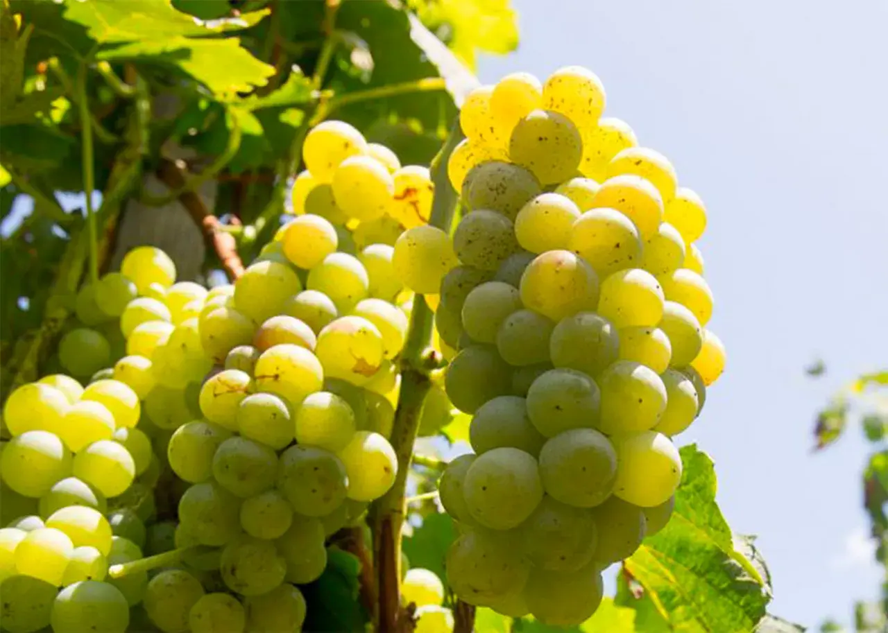 Grappoli maturi di uva Carricante Etna Bianco, pronti per essere trasformati in un vino bianco profumato.