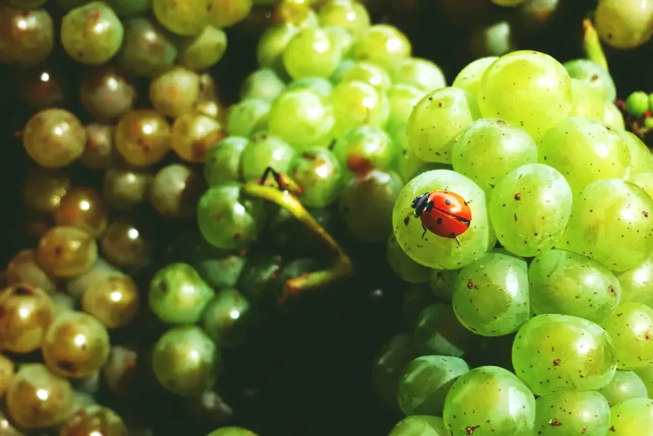 Coccinella su acini d'uva verde, segno di perfetta maturazione fenolica.