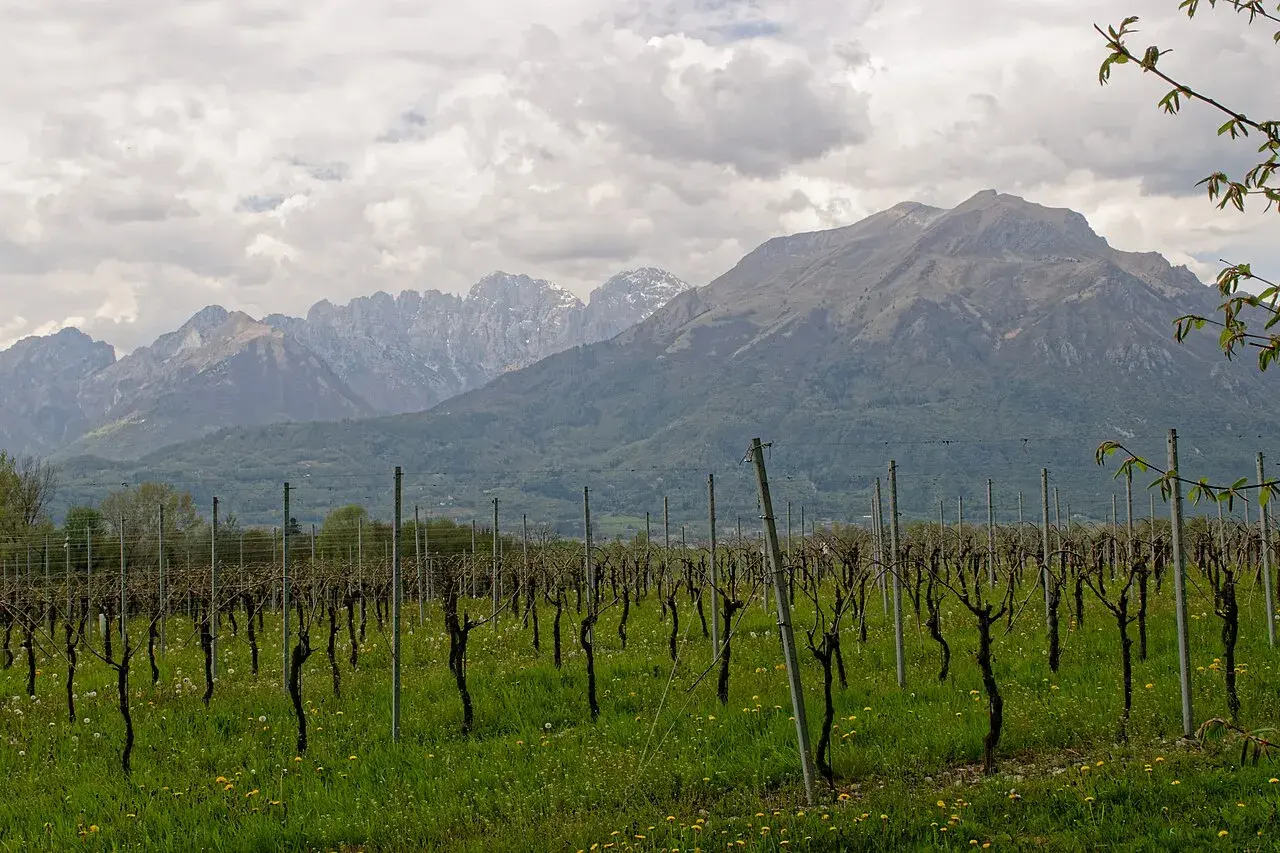 Vigneto con filari ordinati e montagne sullo sfondo. Immagina il profumo della malvasia di Bosa in questo paesaggio.