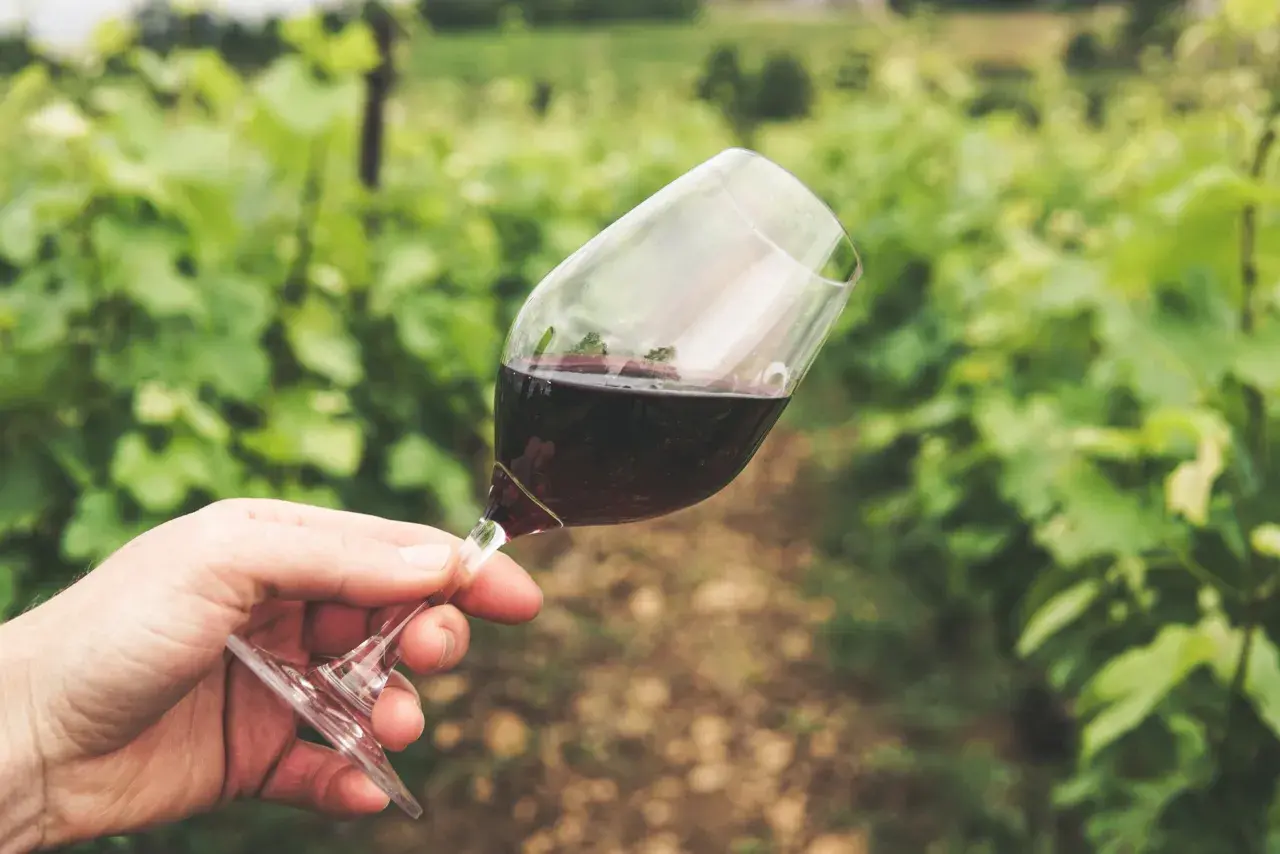 Un bicchiere di vino rosso in una vigna, un assaggio di dove è nato il vino.