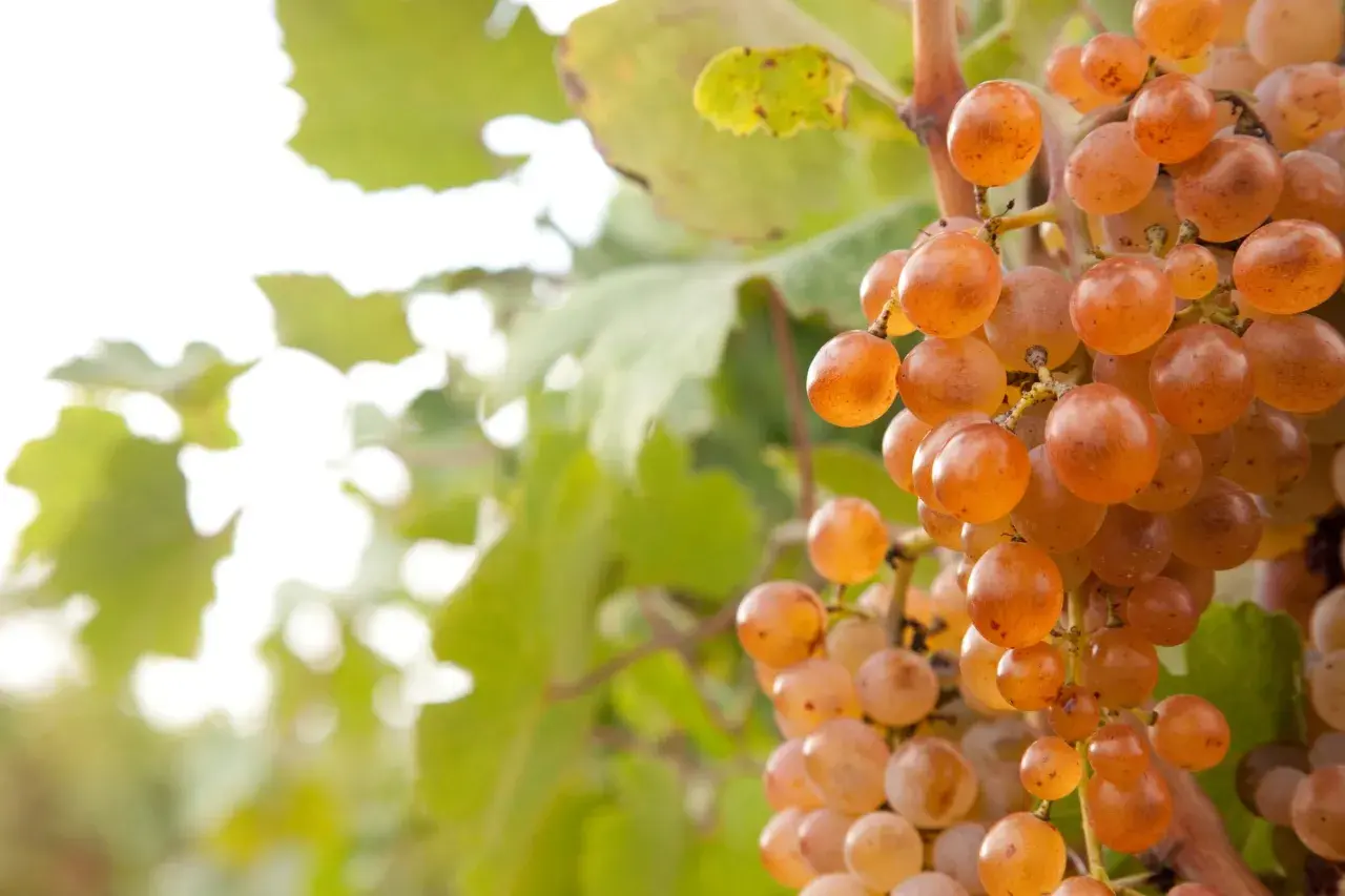 Grappoli di uva greco bianco matura, con sfumature dorate, pendono da un tralcio tra foglie verdi.