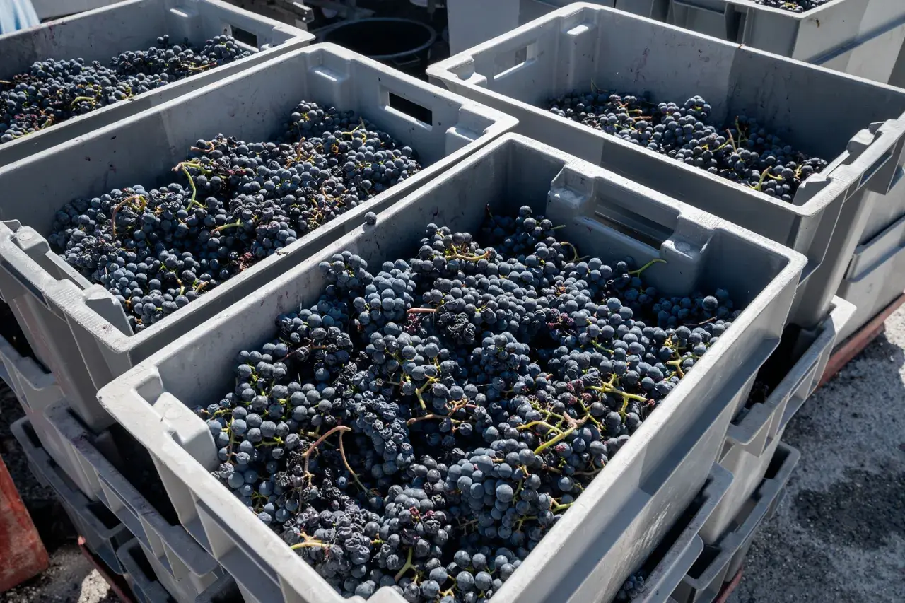 Casse piene di uva scura, pronte per creare un eccellente blend vino.