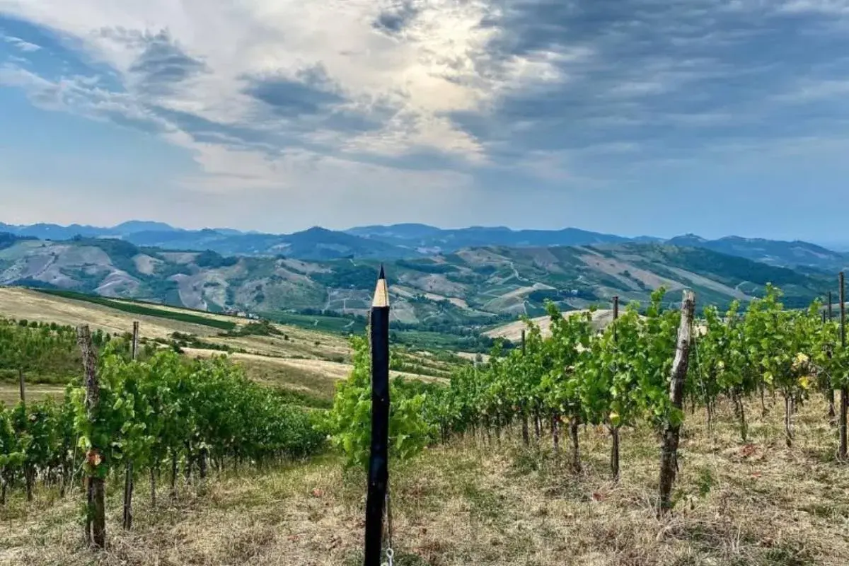 Un paesaggio collinare con vigneti rigogliosi, dove un insolito pennarello gigante sembra voler disegnare il futuro del **redavalle vino**.
