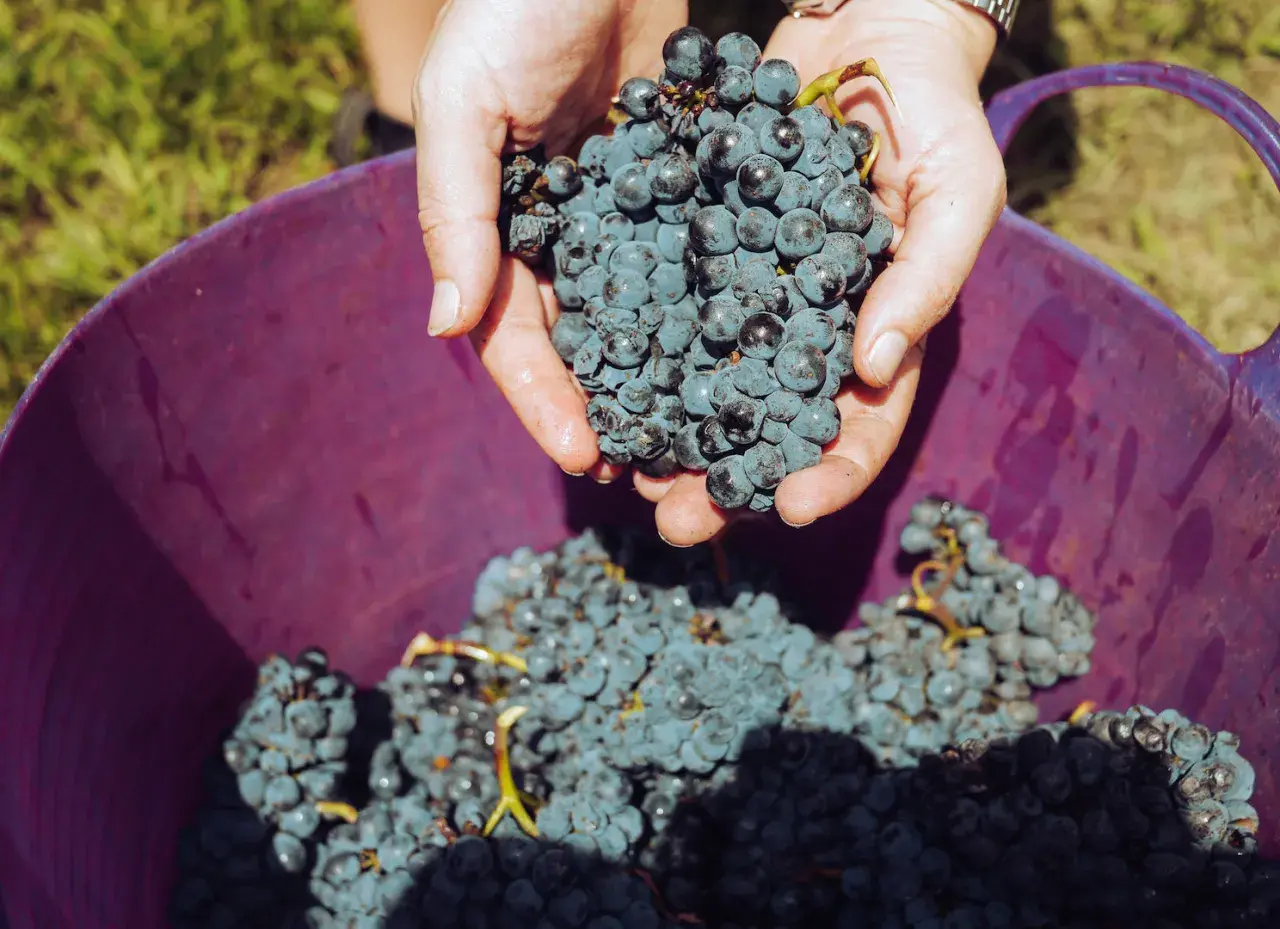 Mani che raccolgono grappoli d'uva blu scuro, pronti per essere versati in un cesto viola. Il momento perfetto quando si raccoglie l'uva.