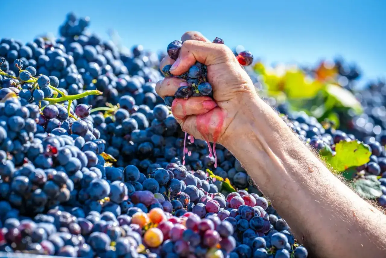 Mano che schiaccia grappoli di acini d'uva maturi, liberando il succo rosato. Un mare di acini d'uva viola e rossi fa da sfondo.