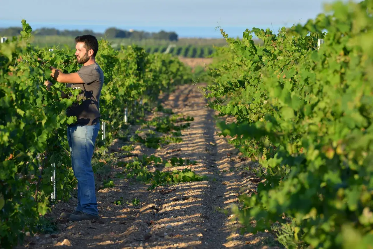Un vignaiolo lavora tra i filari, un'immagine che evoca la passione e la dedizione delle cantine sociali.