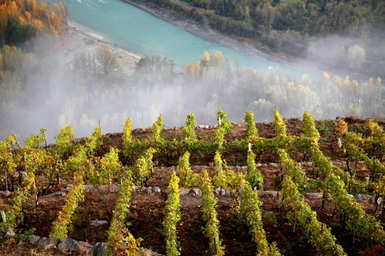 Vigneti terrazzati su un pendio ripido, con un fiume turchese e nebbia sullo sfondo. Un esempio di viticoltura eroica.