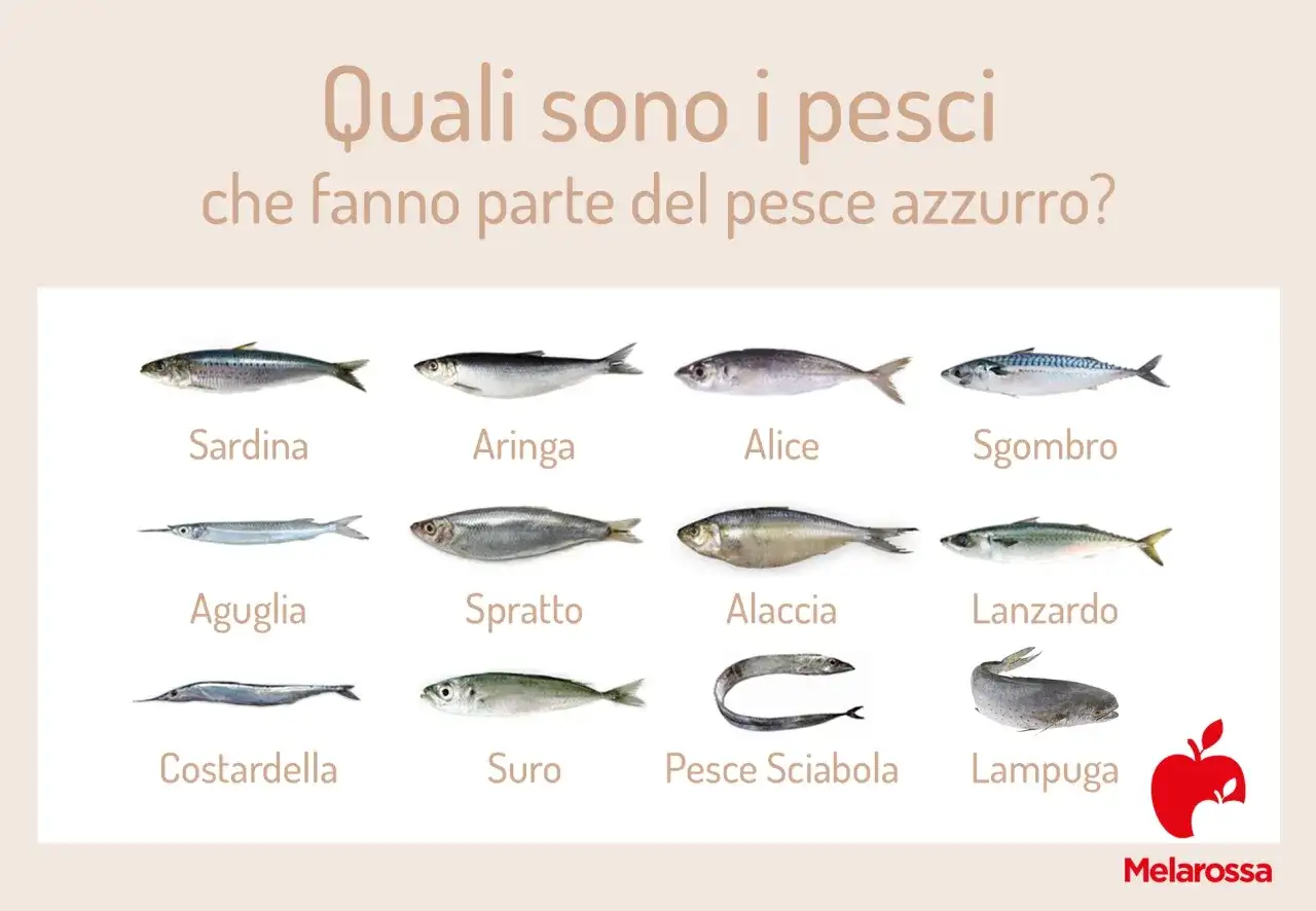 Dodici tipi di pesce azzurro: sardina, aringa, alice, sgombro, aguglia, sprato, alaccia, lanzardo, costardella, suro, pesce sciabola e lampuga.