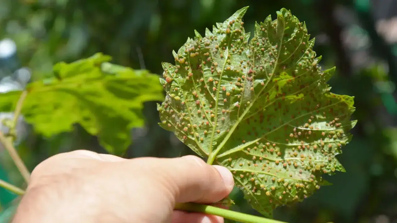 Foglia di vite colpita dalla fillossera, mostrando piccole galle rosse e gialle sulla sua superficie.