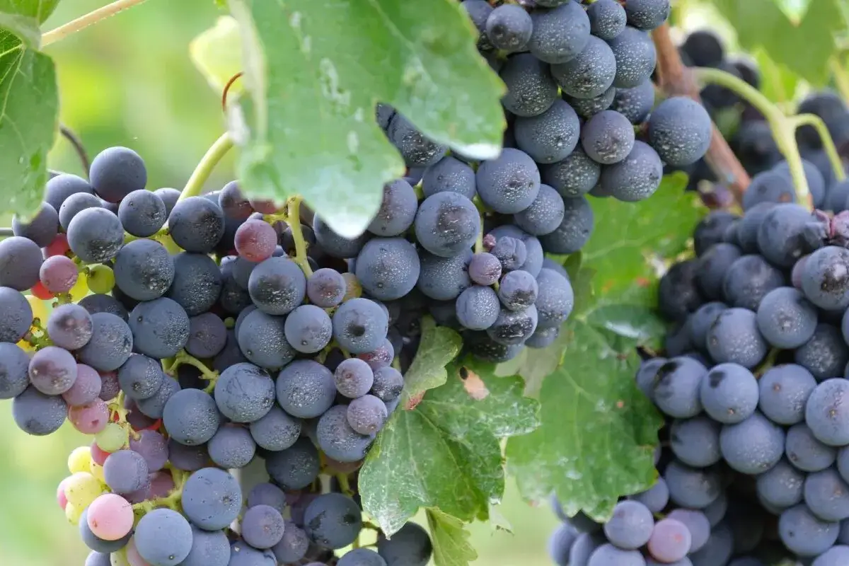 Grappoli d'uva scura, con sfumature violacee e rosate, mostrano la piena maturazione fenolica. Le bacche sono ricoperte da una leggera patina biancastra, segno di un'ottima qualità.