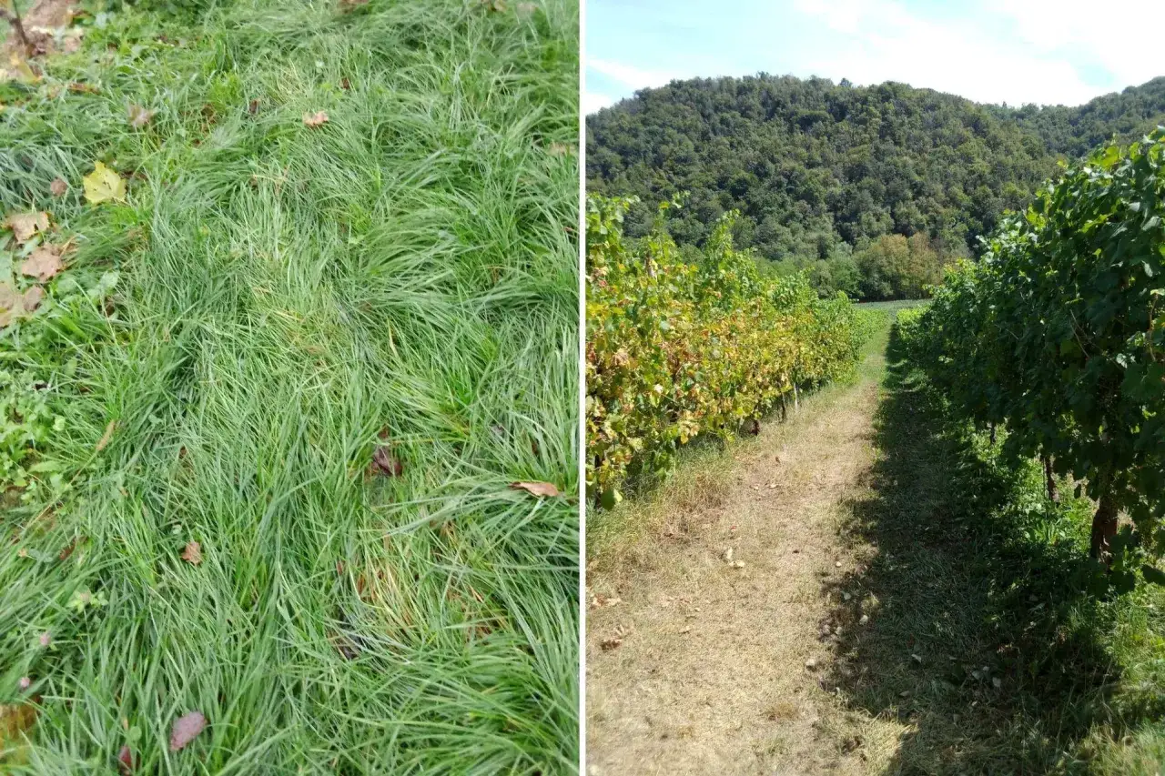 Erba alta e vigneti rigogliosi, un paesaggio che evoca il vino biodinamico significato: rispetto per la terra e cicli naturali.
