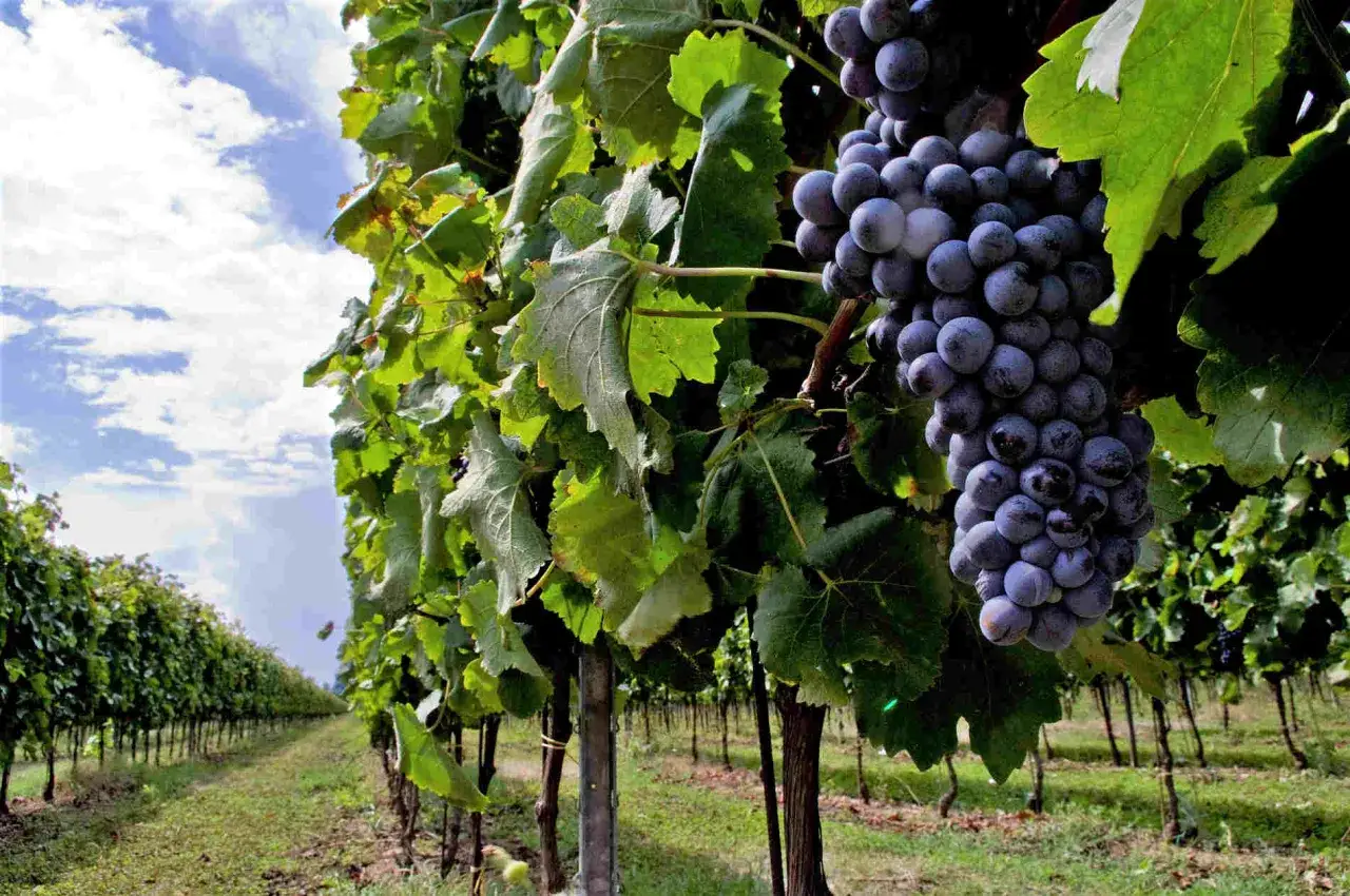 Grappoli maturi di uva nera pendono da una vite in un vigneto calabrese, promettendo un ottimo vino calabrese.