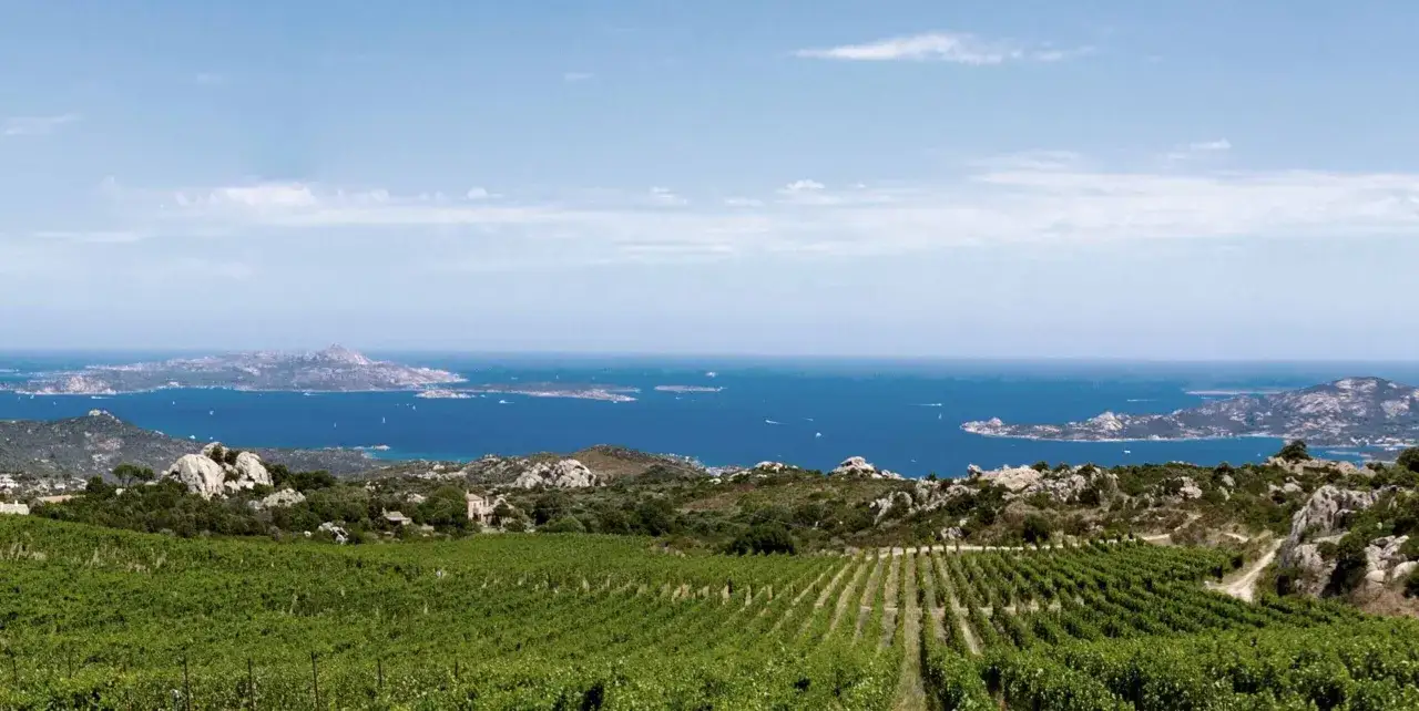 Vigneti rigogliosi con vista sul mare blu e isole, un paesaggio tipico del nuragus di Cagliari.