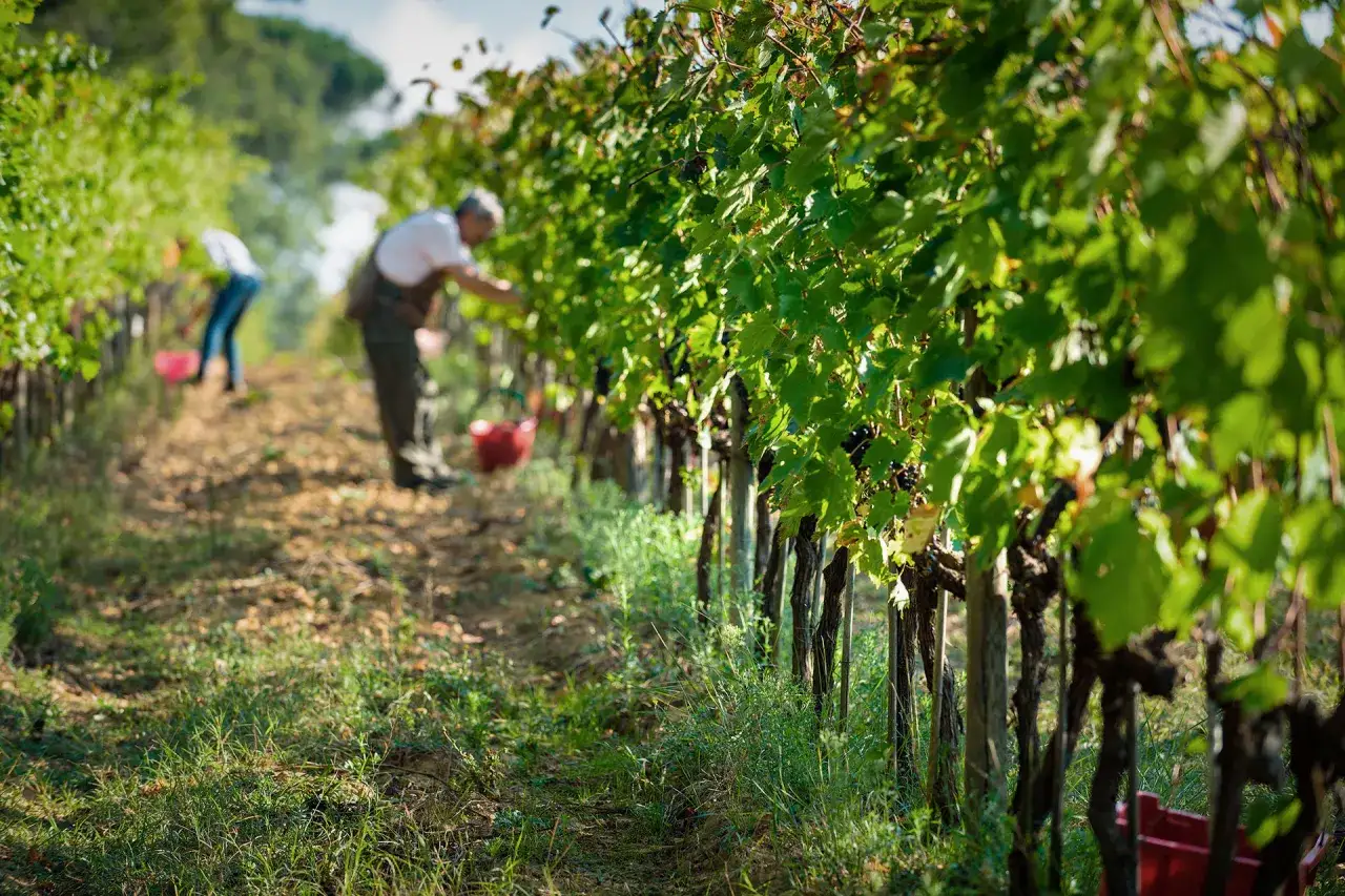 Vendemmia in vigna, uomini raccolgono uva per capire come si fa il vino bianco.