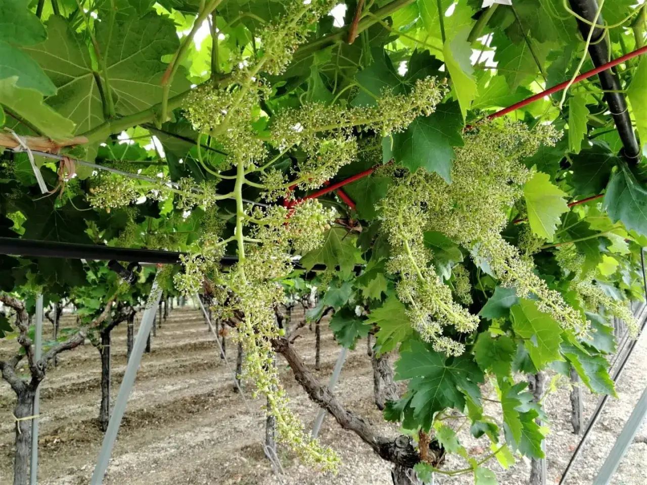 Grappoli di piccoli fiori verdi pendono dai tralci, promettendo la futura allegagione delle viti in un vigneto ordinato.