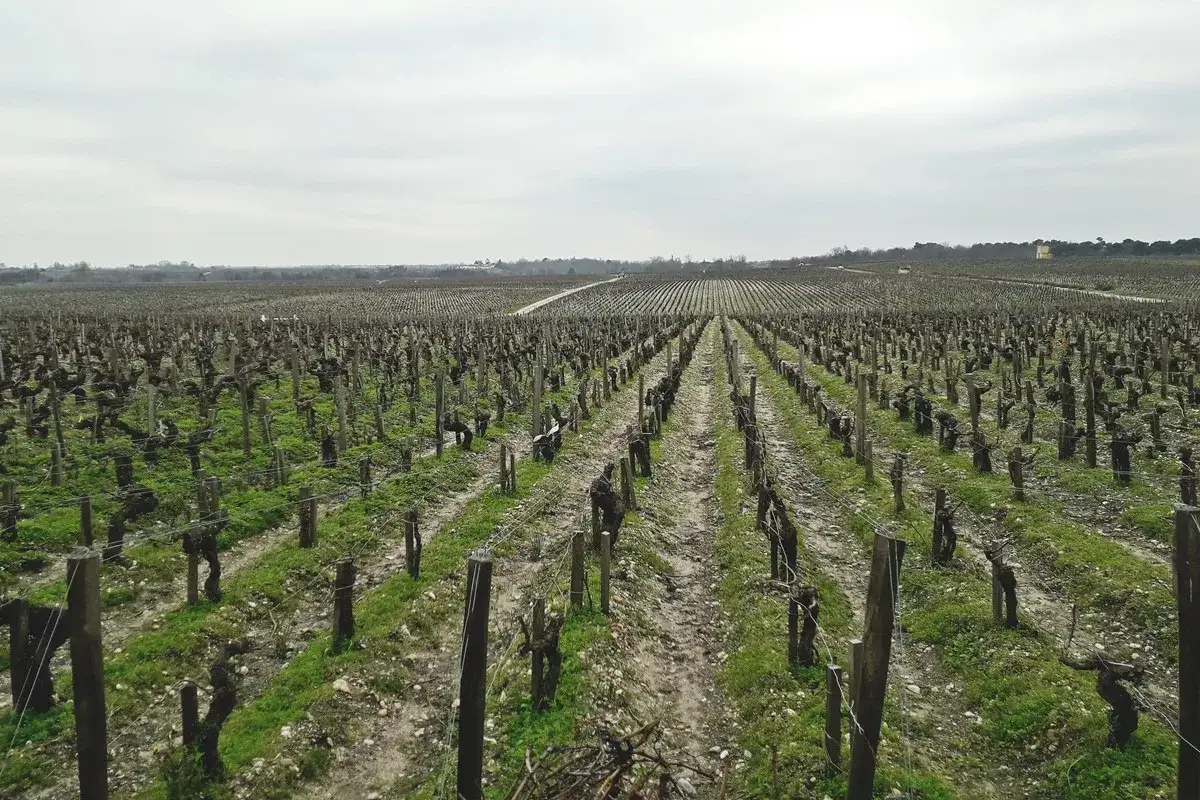 Vigneto con potatura a taglio bordolese, filari ordinati sotto un cielo nuvoloso.