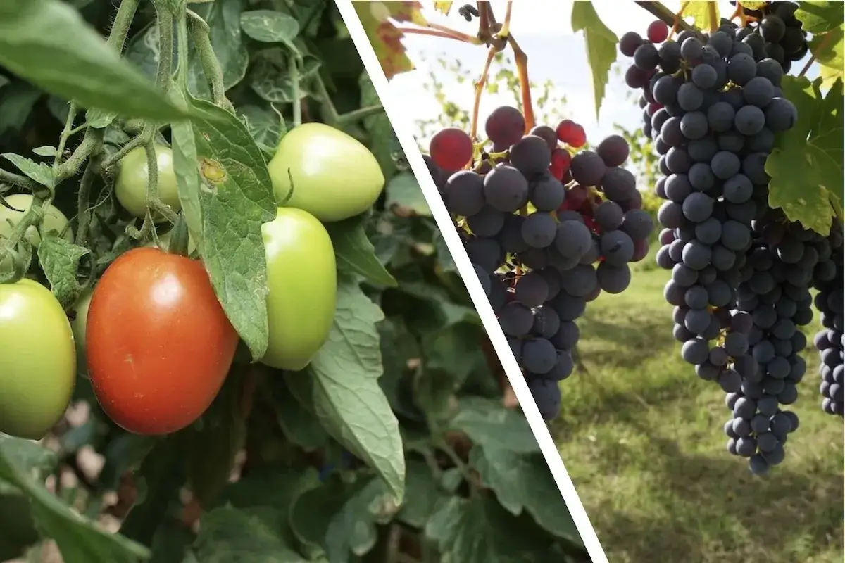 Pomodori maturi e verdi su un ramo, accanto a grappoli di uva scura, che ricordano la ricchezza dei vitigni piwi.
