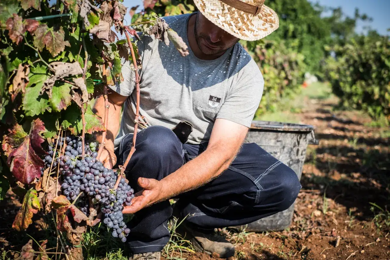 Uomo con cappello di paglia raccoglie grappoli d'uva matura in vigna, momento perfetto quando si raccoglie l'uva.