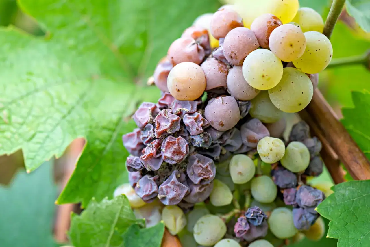 Grappoli d'uva appassita, alcuni ancora verdi, altri secchi e raggrinziti, pronti per un dolce vino muffato.
