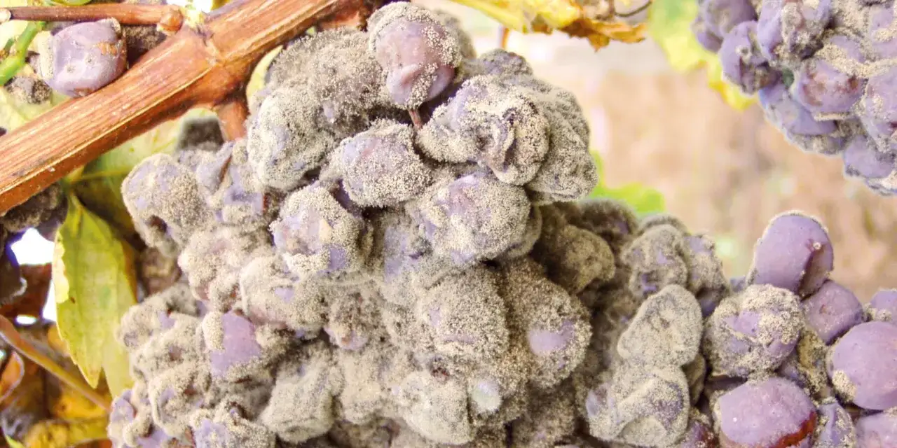 Grappolo d'uva viola coperto da muffa grigiastra, un triste presagio per il futuro vino.