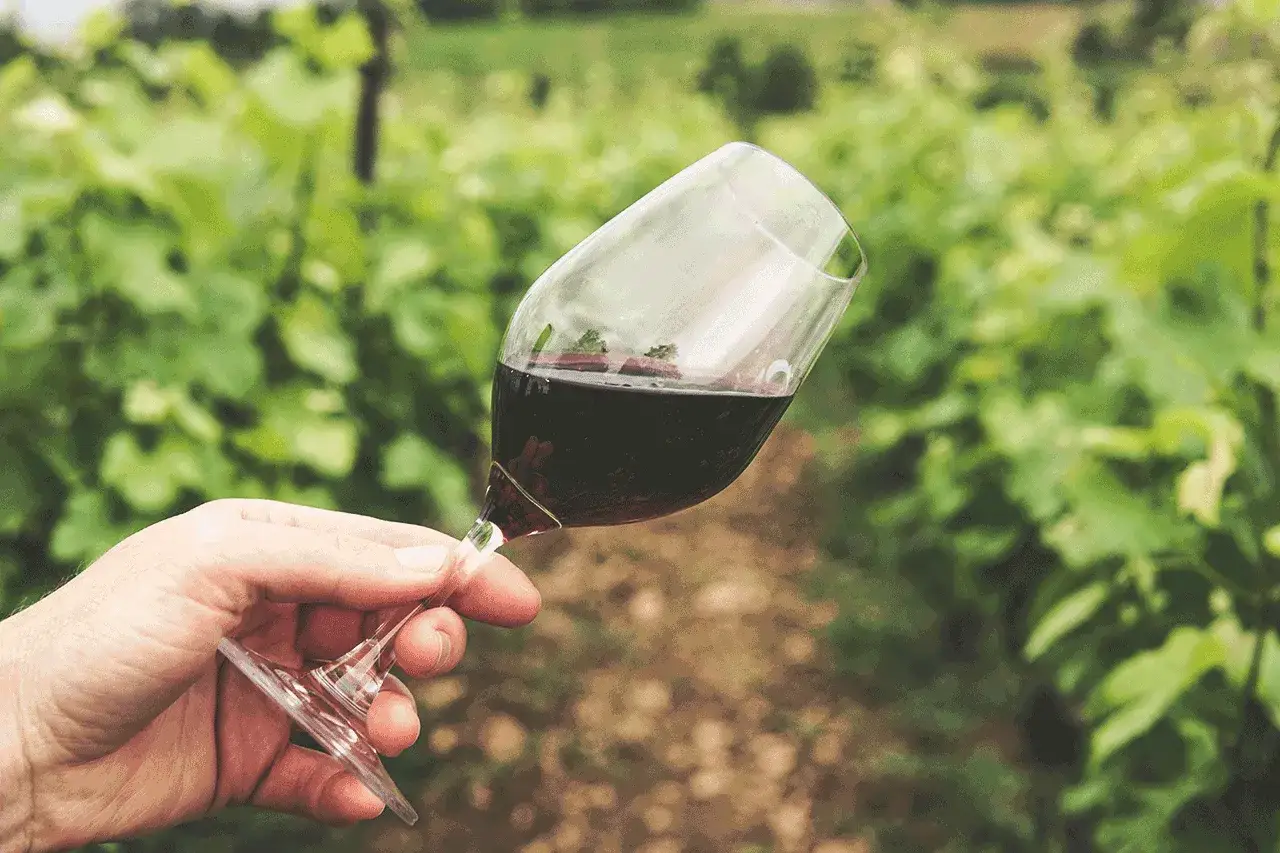 Un bicchiere di vino rosso in una vigna. I solfiti cosa sono? Conservanti naturali nel vino, essenziali per la sua stabilità.