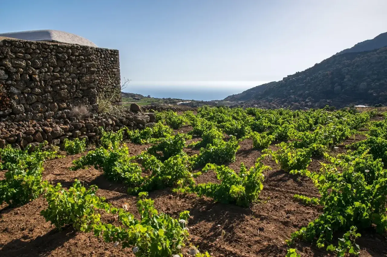 Vigneti rigogliosi su Pantelleria, con un antico muro in pietra e il mare all'orizzonte. Qui nasce il passito di Pantelleria.