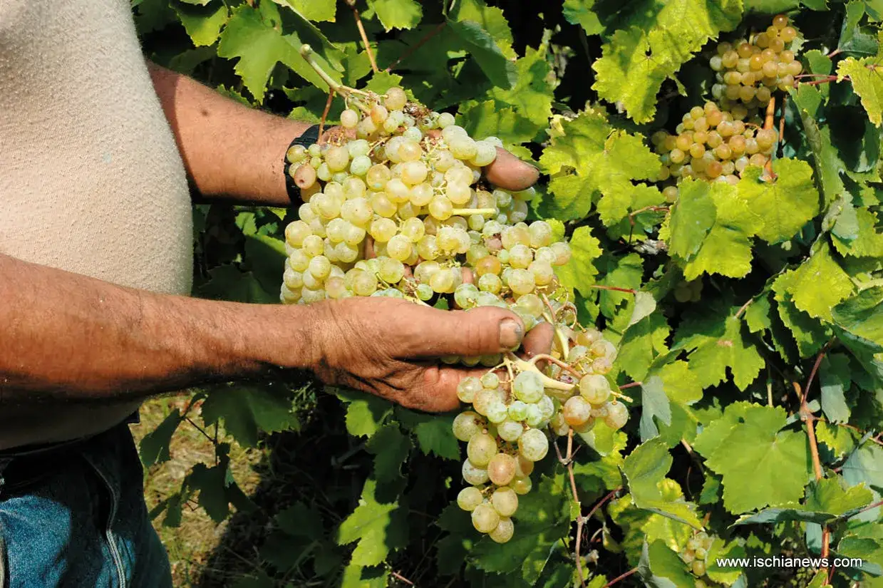 Mani esperte raccolgono grappoli di uva bianca, un tesoro della terra catalanesca del Vesuvio.