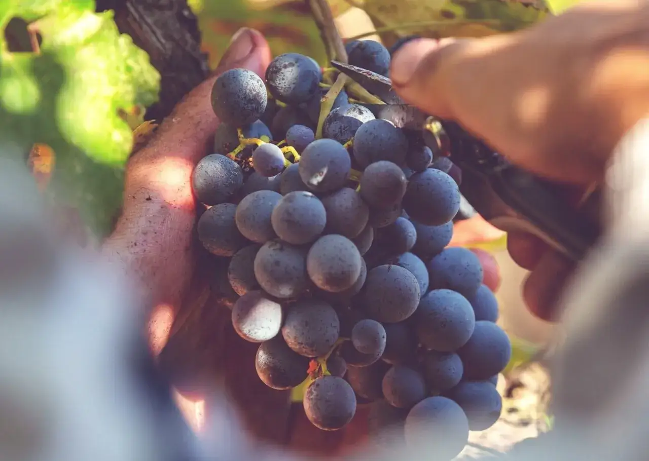 Mani raccolgono grappoli d'uva scura, promessa di un ottimo vino nero pugliese.
