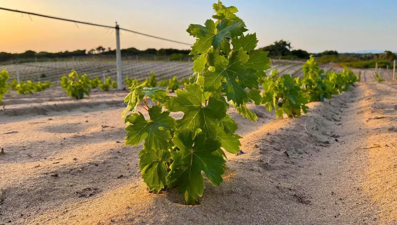 Giovani viti in un vigneto sabbioso, un esempio di viticoltura eroica che sfida la natura per produrre vino.