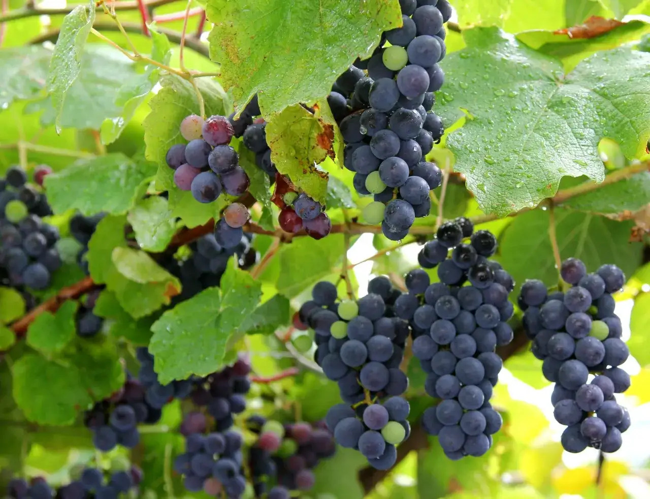 Grappoli di uva fragolina matura, alcuni con gocce di pioggia, pendono da un tralcio verde.