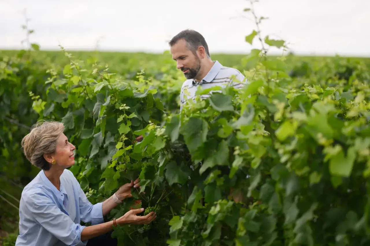 Un uomo e una donna esaminano l'uva in un vigneto. Il loro lavoro incarna il vero vigneron significato: passione e cura per la terra.